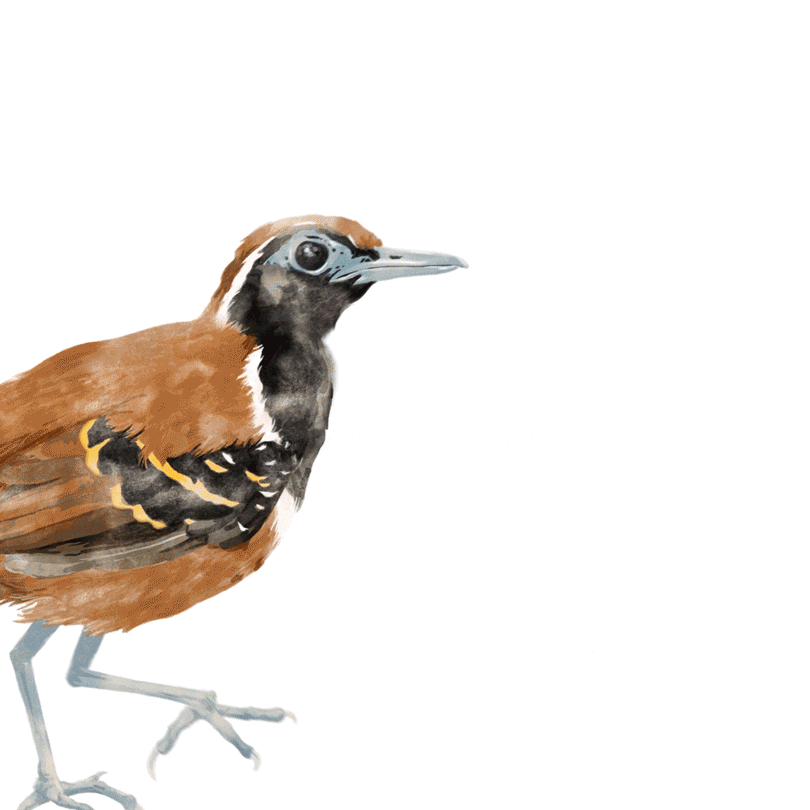 Illustration et animation de l'Alapi à cravate noire pour le documentaire Amazonie, les murmures de la forêt