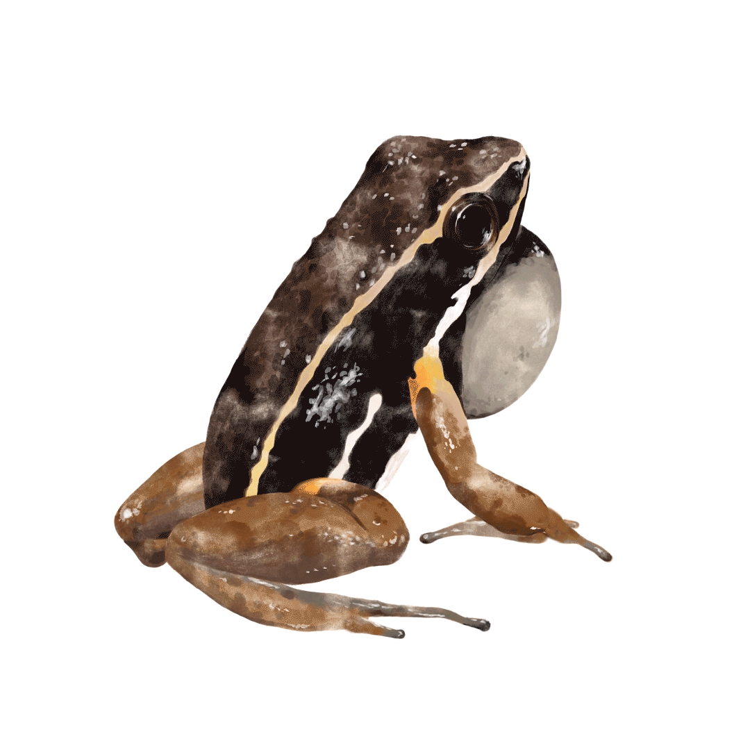 Illustration et animation de l'Allobates femoralis pour le documentaire Amazonie, les murmures de la forêt