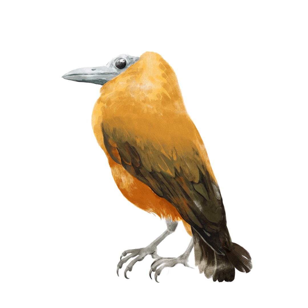 Illustration et animation de la Coracine chauve pour le documentaire Amazonie, les murmures de la forêt