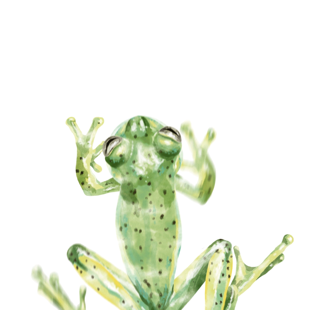Illustration et animation de la Rainette pour le documentaire Amazonie, les murmures de la forêt