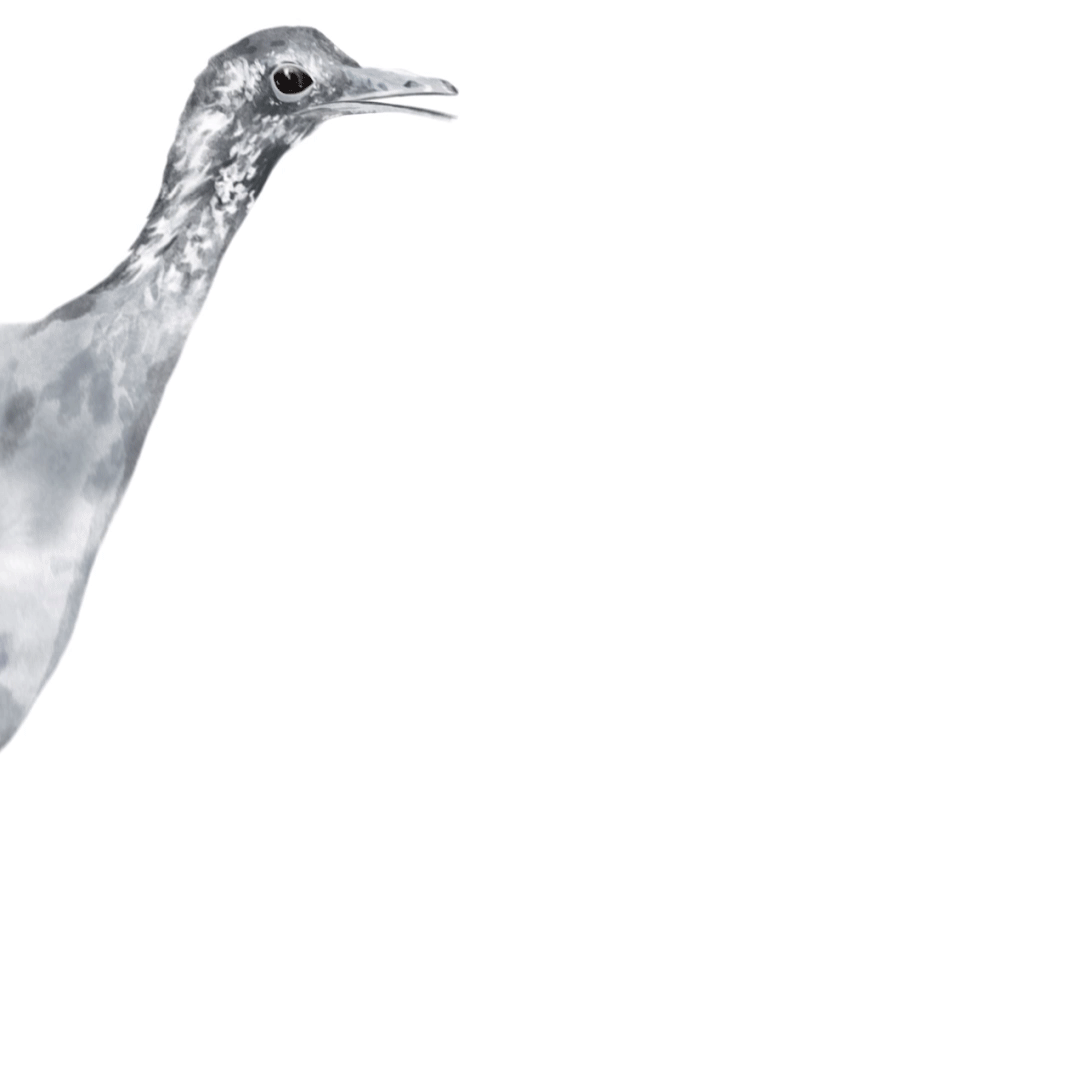 Illustration et animation du Tinamou pour le documentaire Amazonie, les murmures de la forêt