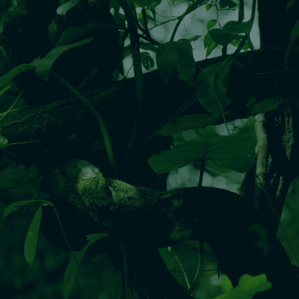 Amazonie, les murmures de la forêt