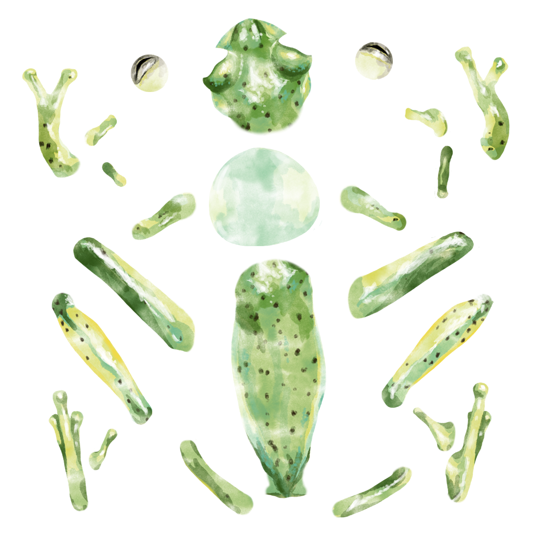 Illustration éclatée de la Rainette pour le documentaire Amazonie, les murmures de la forêt