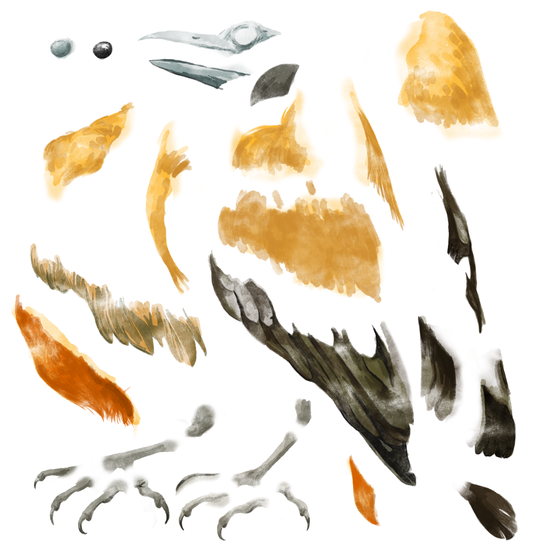 Illustration éclatée de la Coracine chauve pour le documentaire Amazonie, les murmures de la forêt