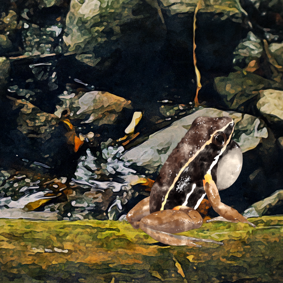 Illustration et incrustation de l'Allobates femoralis pour le documentaire Amazonie, les murmures de la forêt