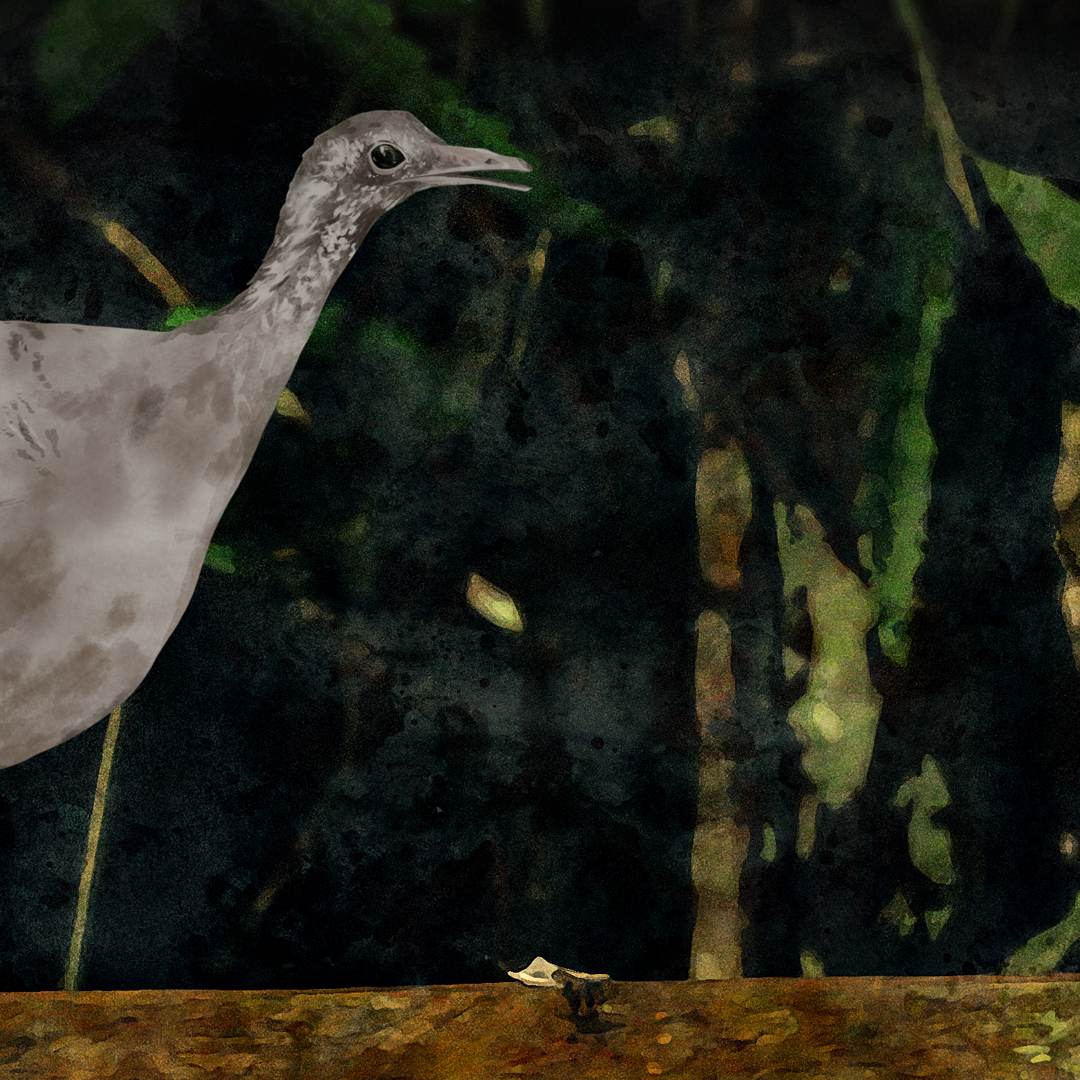 Illustration et incrustation du Tinamou pour le documentaire Amazonie, les murmures de la forêt